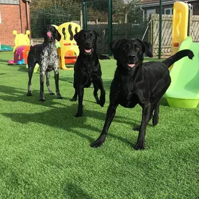 Bild von Burstwick Doggy Day Care