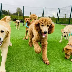 Bild von Burstwick Doggy Day Care