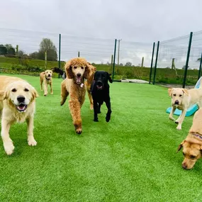 Bild von Burstwick Doggy Day Care