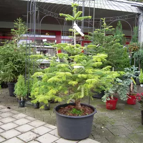 Bild von hollenstein blumengarten ag, Blumenshop, Gärtnerei, Gartenbau