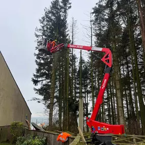 Bild von Tree Wise Men (NE) Ltd