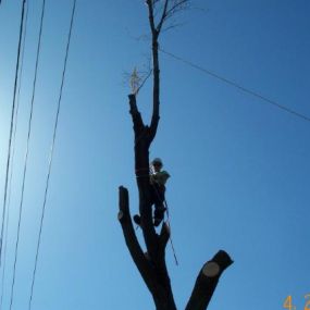 Think cabling your tree makes it indestructible? Think again! While no tree is indestructible, our modern cabling systems extend their life with minimal maintenance. Learn how we guarantee safety and longevity—click to find out more!