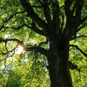 Pruning, planting, emergency tree care and tree removal are just a few services that arborists provide. See what we can do for you at our website.