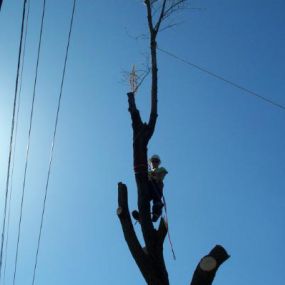 Our core service is tree removal. We have the tools and equipment to handle any job. No tree is too big or difficult for us. 

In extremely tight work sites, we also offer heavy rigging. We take extra precautions not to damage your home or property. Your safety and satisfaction is our main concern.