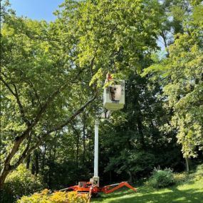 Proper trimming and pruning makes trees healthier, safer and live longer. We take pride in our tree trimming and pruning service. All of our pruning techniques meet or exceed the industry standards and we trim both small and large trees. Visit our website to see all of our services.