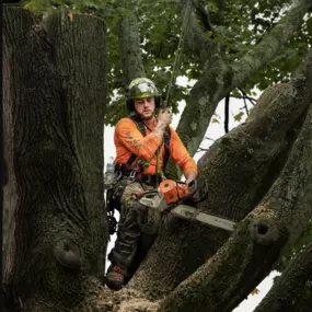 Arborists maintain trees not just for the health and life of that tree, but also for the safety of the public. Learn more about the services that arborists provide by clicking through.