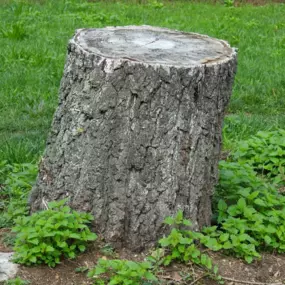 Leaving a stump behind after removing a tree doesn't feel like the job is done. To eliminate that unsightly stump we do offer a stump grinding service, as well. Learn more about our services at our website.