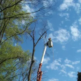 For those really high trees that need trimmed, or removed, Spartek will use a crane with a man basket attached. That allows our arborist to be lifted into position for the work.