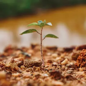 As a tree ages, it can develop problems. Many could be avoided, though, if they were planted correctly. Call Spartek if you're planning to a plant a tree and we'll make sure it gets started right.