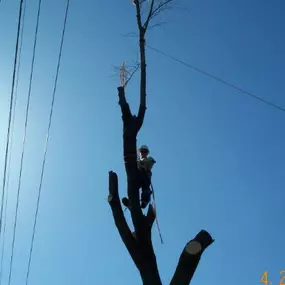 Think cabling your tree makes it indestructible? Think again! While no tree is indestructible, our modern cabling systems extend their life with minimal maintenance. Learn how we guarantee safety and longevity—click to find out more!