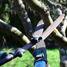 Properly trimming and pruning your trees makes them healthier, more attractive and it extends their lives. Here at Spartek, we're careful to meet or exceed the industry standards when it comes to pruning.