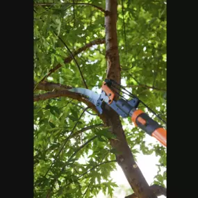 Homeowners can easily tackle simple and small pruning jobs. For those jobs close to the ground, Better Homes & Gardens has some tree pruning tips to help you stay safe and use the best techniques.  

https://www.bhg.com/gardening/trees-shrubs-vines/care/how-to-prune-trees/. 

When you have larger branches that are higher up, it's wise to consult a professional tree company. Click the link to learn more.