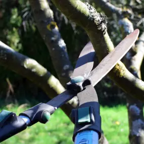 Some believe pruning and trimming hurts trees. But the truth is that it makes them healthier by enhancing the tree's natural shape and ensuring its structural integrity.