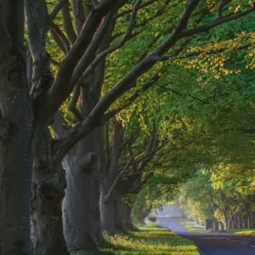 When a tree needs help growing correctly, we can brace it using cables. Our cabling systems provide 10-years of stable and healthy growth. Learn more about our services at our website.