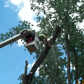 Proper pruning keeps your trees healthy and looking their best! Regular trimming promotes growth and prevents potential damage. Spartek Tree Service provides professional pruning and trimming to maintain your property’s appeal. Contact us for a free consultation today! Visit our website for more info.