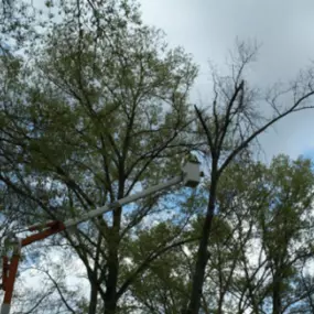 Think tree removal is always the answer? At Spartek Tree Service, we explore every option before considering removal. We believe in preserving trees and keeping the earth greener. Learn how we prioritize tree health on our website!