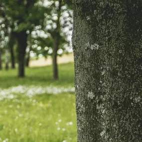 We believe in caring for the earth, one tree at a time. At Spartek Tree Service, our passion for arboriculture and eco-conscious practices sets us apart from the rest. Explore our sustainable tree care solutions on our website today!