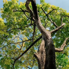 Why choose Spartek Tree Service? We’re certified, fully insured, and specialize in everything from tree removal to stump grinding and invasive species removal. Plus, we offer free on-site estimates! Check out our website for more details or to schedule an appointment.