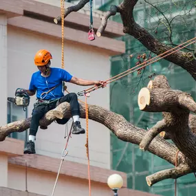 Proper pruning is key to healthy, long-lasting trees! At Spartek Tree Service, we follow industry-leading techniques to ensure every tree we trim is safer, healthier, and more beautiful.