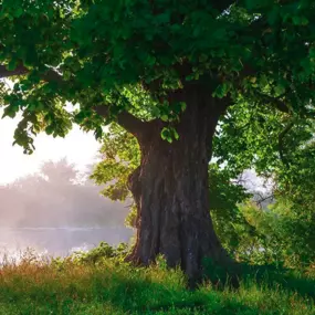 Pat Boggess, Spartek's owner, is an arborist. He is a trained professional dealing with planting, caring, maintaining and diagnosing trees and other woody plant life. Pat would rather save a tree than remove it. Let Pat come out and diagnose your tree issue.