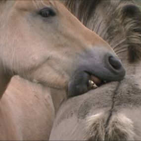 Bild von Praxis für Tierverhaltenstherapie und -medizin