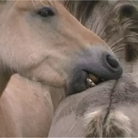 Bild von Praxis für Tierverhaltenstherapie und -medizin