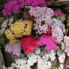 Bild von Gerd Heimrich Garten-Center