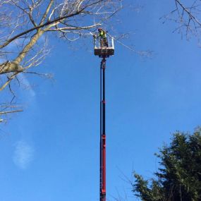 Bild von ARK Arborists Ltd