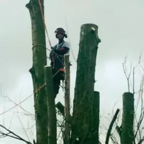 Bild von Ark Arborists Ltd