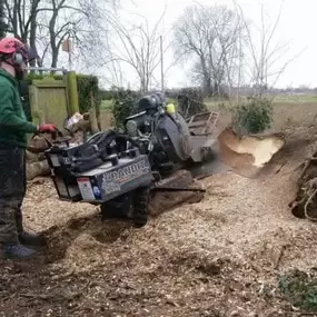 Bild von Ark Arborists Ltd