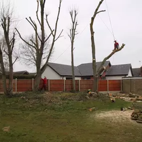 Bild von Ark Arborists Ltd
