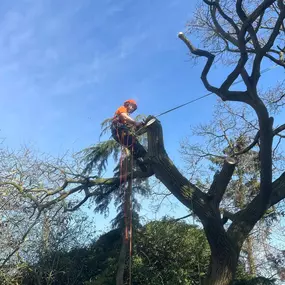Bild von Ark Arborists Ltd