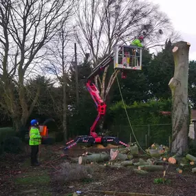 Bild von Ark Arborists Ltd