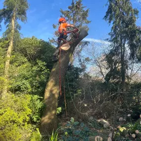Bild von Ark Arborists Ltd