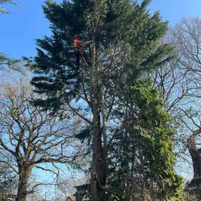 Bild von Ark Arborists Ltd