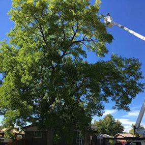 At Willco Tree LLC. we are professional arborists offering tree removal and trimming services.