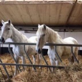 Bild von SRPA Veeweyde - Refuge du Marais pour chevaux en détresse