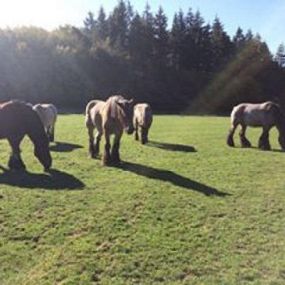 Bild von SRPA Veeweyde - Refuge du Marais pour chevaux en détresse