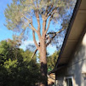 Bild von Jose's Tree Service Inc