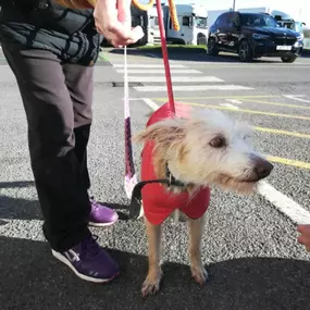 Bild von Pet Taxi & Rescue Ltd