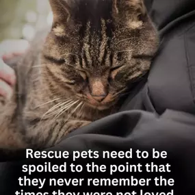 Bild von Pet Taxi & Rescue Ltd