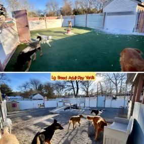 The good times are rolling at Happy Dog Pet Resort. Dog Boarding and Dog Daycare in Abington, MA.