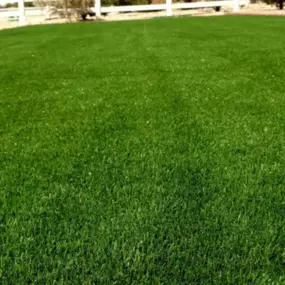 dallas turf company