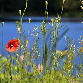 Bild von Campingplatz Parksee Lohne