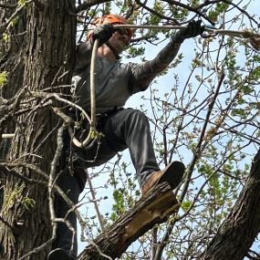 Bild von Keeper of the Trees