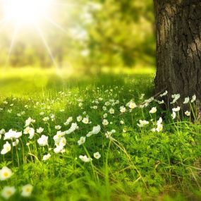 Bild von L'Éveil au Naturel - Naturopathe