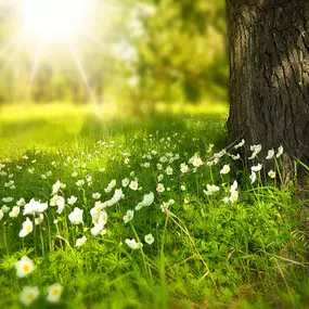 Bild von L'Éveil au Naturel - Naturopathe