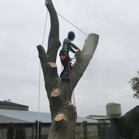 Bild von Rochwood Tree Services