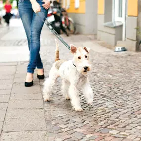 Nearby dog parks and places to take your 4 legged friends