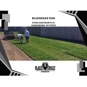 bluegrass sod